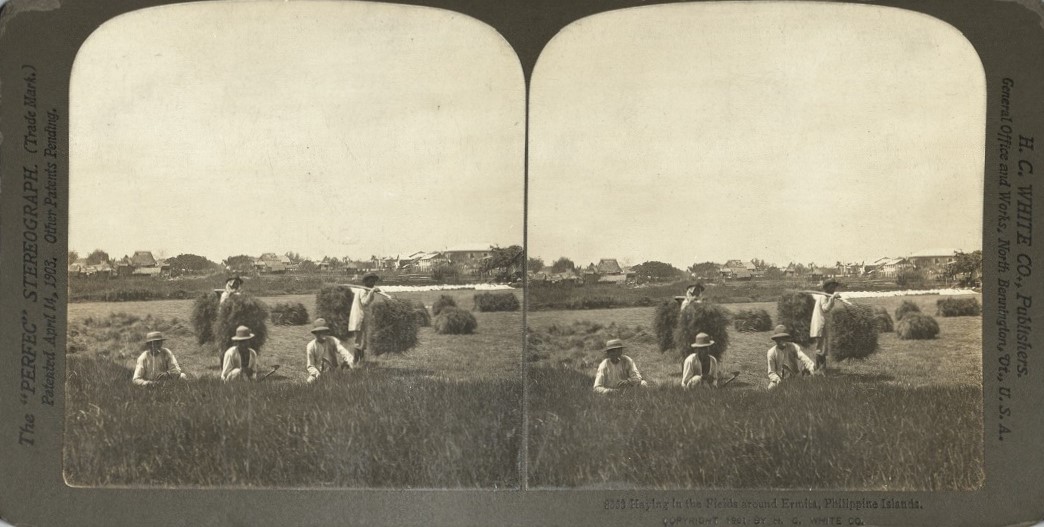 Haying in the Fields around Ermita, Philippine Islands.